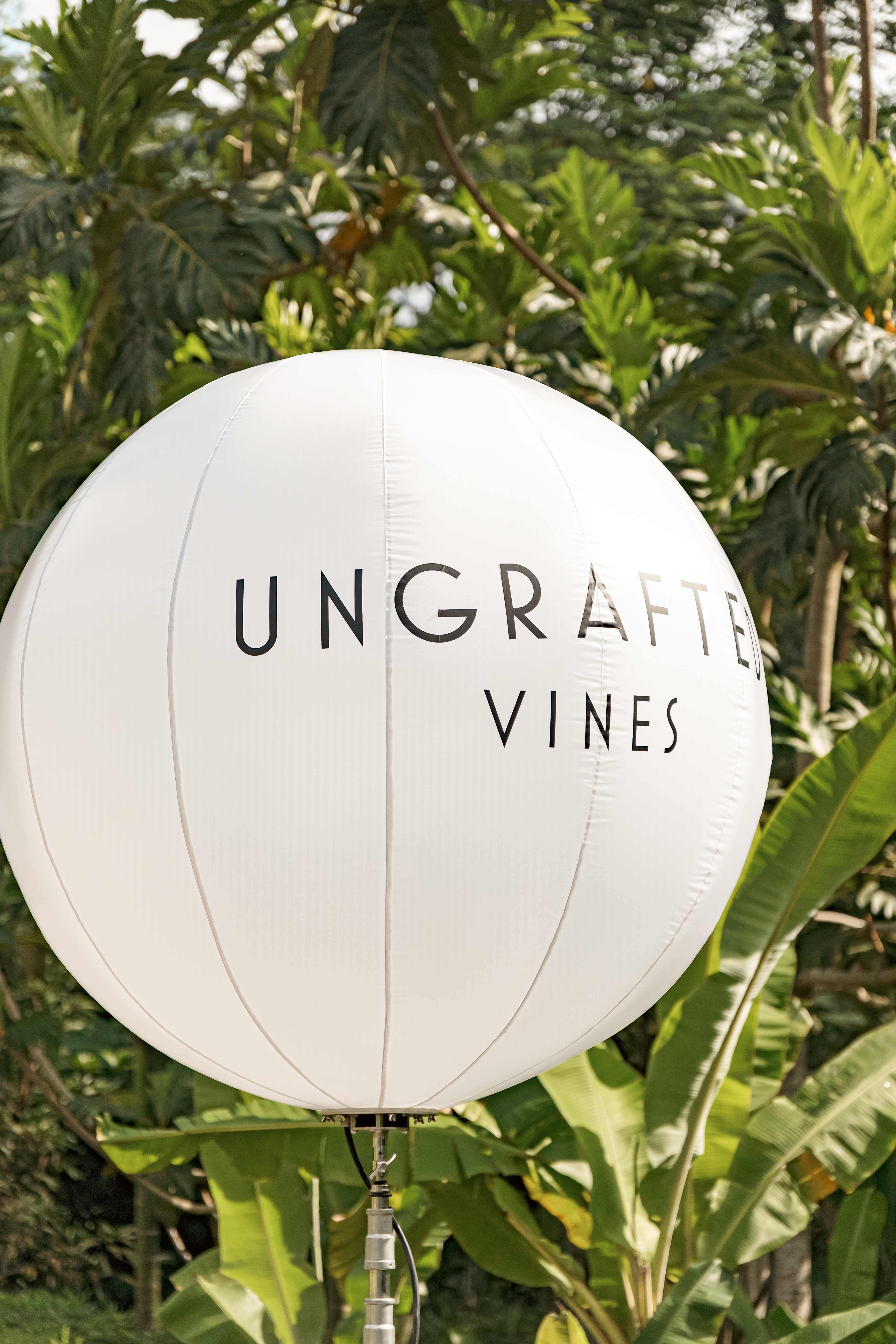Ungrafted Vines - Image 3